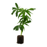 Girl Scout Cookies – Bild 2