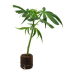 Wappa – Bild 3