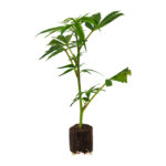 Cannalope Haze