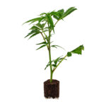 Cannalope Haze – Bild 2