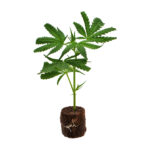 White Fire OG – Bild 3