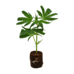 White Fire OG – Bild 2