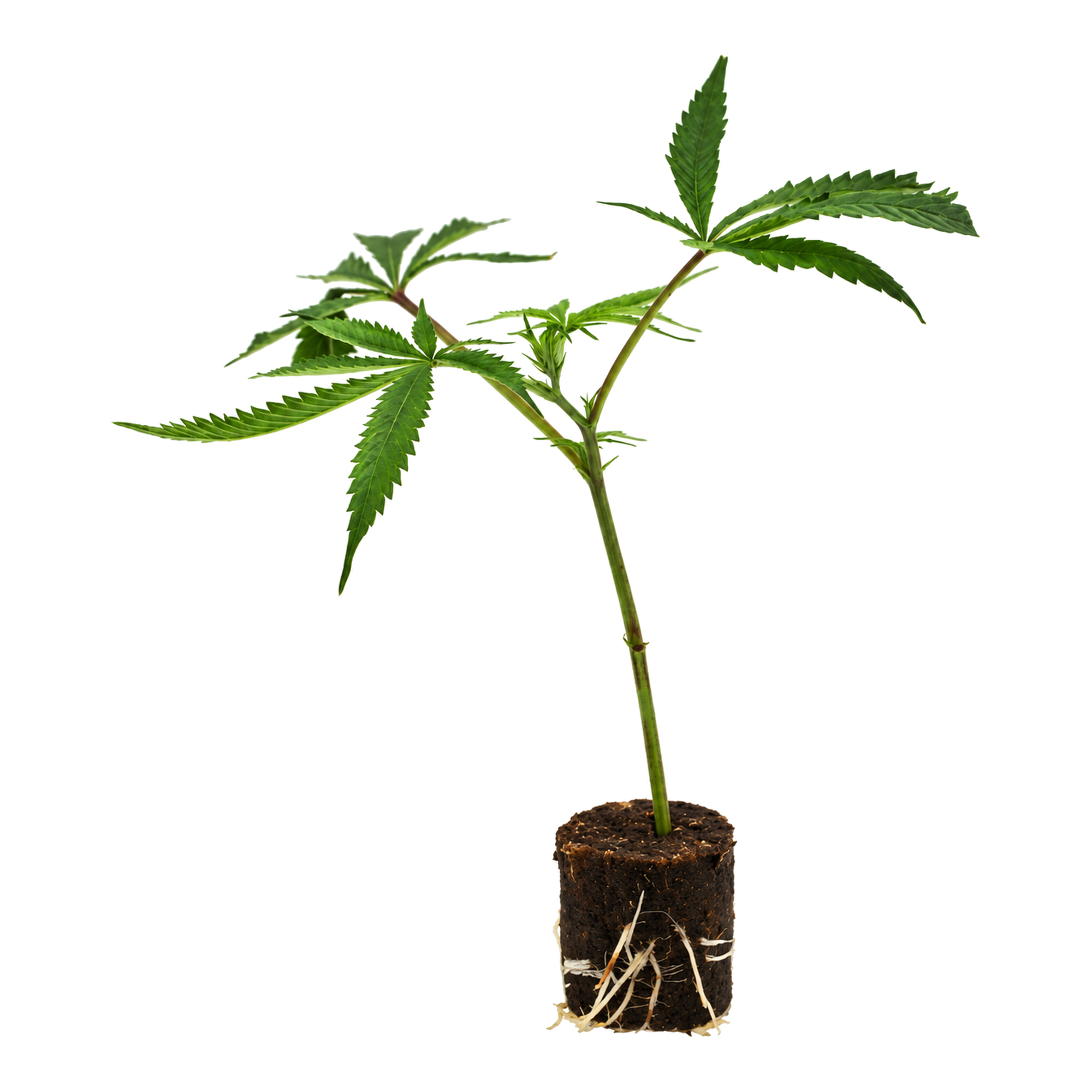 White_Chocolope.MAIN White Chocolope – Bild 1