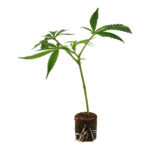 White Chocolope – Bild 3